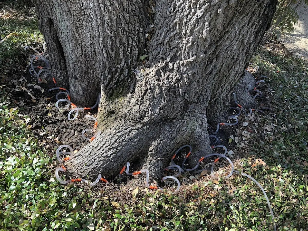 Detailed Tree Cabling and Bracing job site in Rockwell City