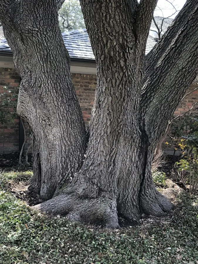 Mature heritage tree close to a Rockwell City property cared for by certified arborists